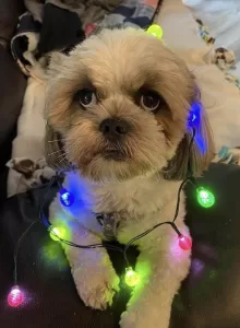 Pet Pantry – Porch Pickup