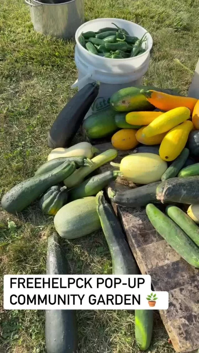 🌱 Community Garden Gratitude 🌱
A huge THANK YOU to Mojo Drywall Inc. for once again hosting our community garden this year—your support makes it possible for us to grow and share fresh, healthy food right here in our community.
We’re also incredibly grateful to Cathleen Whiting, whose dedication kept our garden thriving all season long. She even hosted our very first Pop-Up Community Garden of the year earlier this week, where we shared fresh, organic produce with our neighbours! 🥕🍅🌿
Your kindness and hard work helps our garden grow far beyond the soil💚