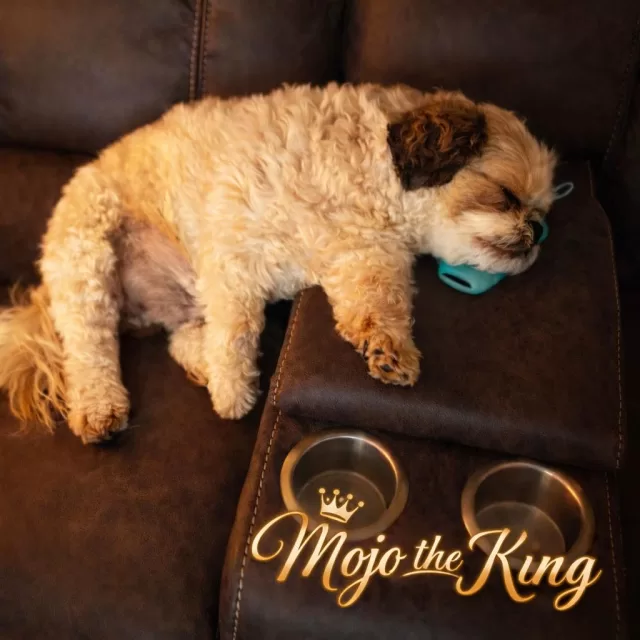 Mojo sleeping !!!!!

Then I wake him up