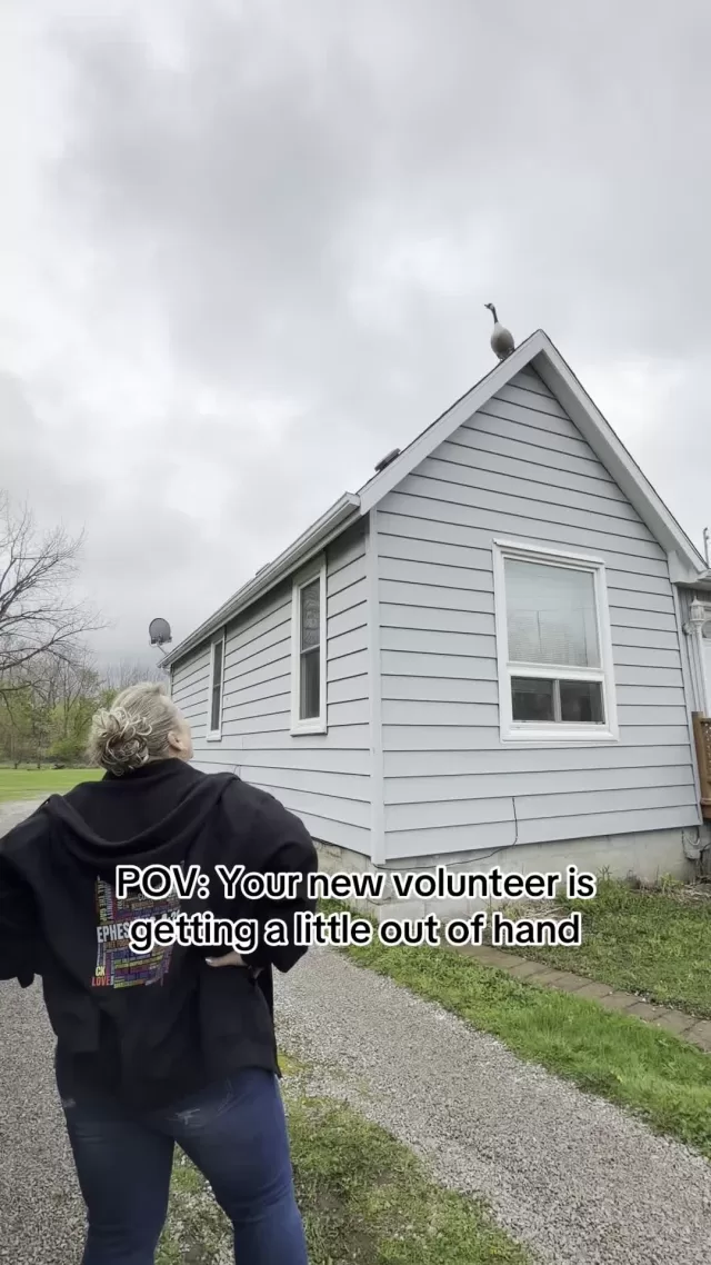 POV: You’re new volunteer is getting a little out of hand #gooseontheloose #volunteer #freehelpck #POV  #funnyfridays