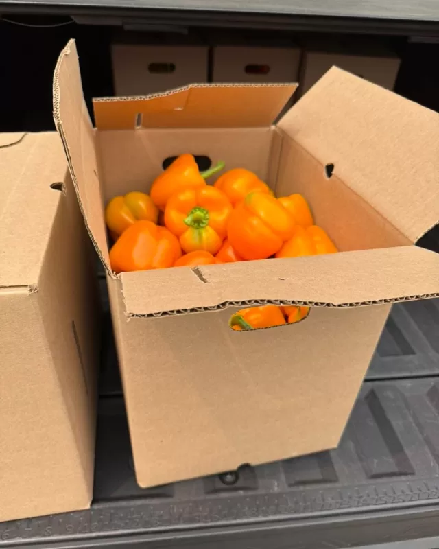 FreeHelpCK’s Harvest to Home program is back at it again! 🫑🍄

Yesterday, we were incredibly fortunate to pick up fresh peppers from an anonymous greenhouse, along with mushrooms generously donated by Peteer’s Mushrooms Inc.

Thanks to their generosity, the following organizations received fresh produce to share within our community:

• Chatham-Kent Community Health Centres
• Chatham Outreach for Hunger
• St. Paul's Discover Life (Community Meal)
• Chatham Community Hope Centre
• St. Paul’s-Victoria Avenue United Church Pantry Program

Together, we are helping reduce food waste while ensuring fresh, nutritious produce reaches individuals and families throughout Chatham-Kent.

A heartfelt thank you to our local growers and community partners who continue to make this program possible. Your generosity is creating a real impact and proving that when a community comes together, incredible things can happen💚

#FreeHelpCK #HarvestToHome #CommunityHelpingCommunity #FoodRecovery #FreshProduce