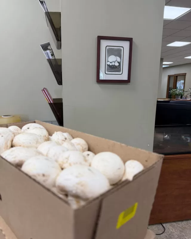 Thank you to Peeters Mushroom Farms for generously donating fresh mushrooms to our Harvest to Home program!🍄❤️

Thanks to their generosity, we were able to provide these mushrooms to The Shady Pine Family Restaurant, who is generously using them to prepare homemade mushroom soup for our FreeHelpCK Senior Hope Meals.

We love seeing our community come together like this one generous donation being turned into something warm, homemade and made with care for our local seniors😋✨