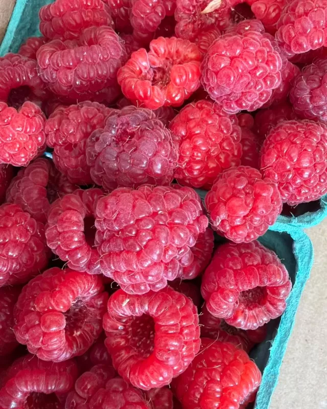 We’re “berry” grateful for the generosity of Jennen Strawberry Farm! 🍓❤️

Thank you for the delicious fresh strawberries and raspberries! Because of your generosity, we were able to share these beautiful berries with:

- Chatham Community Hope Centre
- FreeHelpCK Senior Hope Meals
- Free Food Pantries
- The W.I.S.H Centre
- Westover Treatment Centre

There’s nothing sweeter than seeing fresh, local produce shared throughout our community🫶

Thank you, Jennan Strawberry Farm, for continuing to help us spread a little sweetness across Chatham-Kent! 🍓