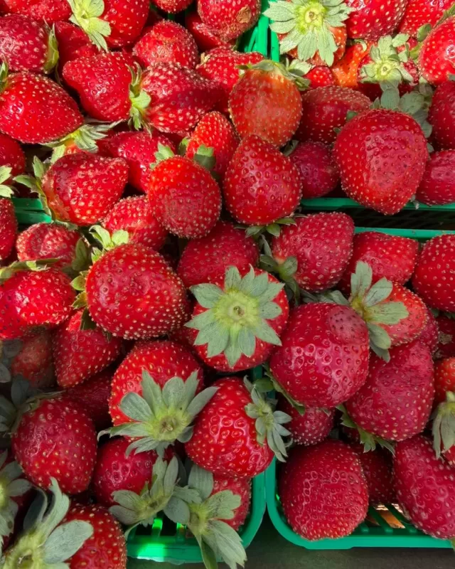🍓 Fresh strawberries, shared with love!

Yesterday, we were so thankful to pick up another generous donation of delicious, fresh strawberries from Jennen Strawberry Farm🍓❤️

Thanks to their continued generosity, we were able to share these beautiful berries with organizations supporting children, families, and individuals throughout our community:

- EarlyON Child and Family Centre
- Building Healthy Babies in Chatham-Kent
- Chatham Outreach for Hunger
- Tilbury Information and Help Centre - United Way of Chatham-Kent
- The Mental Health Network of Chatham Kent - Hope House
- wish.centre
- Westover Treatment Centre
- South Kent Catholic Family of Parishes

There’s something pretty special about seeing fresh, locally grown food make its way from the farm into the hands of so many people across Chatham-Kent. 🍓

🙏🏻✨ A heartfelt thank you to Jennan’s Farm for continuing to share your harvest with our community. Your generosity is helping so many!