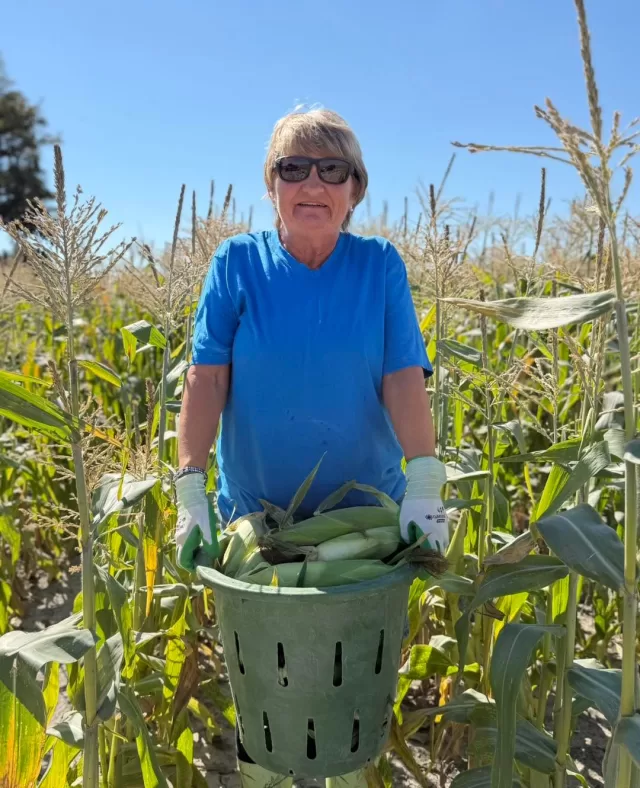 🌽 A huge thank you to the anonymous farmer who generously welcomed our FreeHelpCK team, along with other volunteers, to pick sweet corn today!

We had such a great time out in the field, and we’re incredibly grateful for the opportunity to rescue this fresh produce and put it to good use throughout Chatham-Kent.

Thank you for sharing your harvest with us! 🌽💛

#FreeHelpCK #HarvestToHome #ChathamKent #SweetCorn #FoodRescue