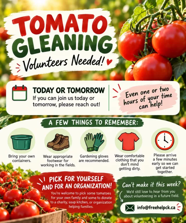🍅 VOLUNTEERS NEEDED TOMORROW! 🍅

We have an opportunity to get back into the fields for another Harvest to Home gleaning!

📅 Tuesday, October 20th
⏰ 3:00 PM – 4:00 PM

Have an hour to spare? We’d love your help! You’re welcome to pick some fresh tomatoes for your own family and some to donate to a local charity, soup kitchen, or organization supporting those in need.

All we ask is that you bring your own containers and wear appropriate footwear for working in the fields.

📧 Interested in joining us? Please email info@freehelpck.ca, and we’ll send you the location details!

Every helping hand allows us to get more fresh produce into the hands of those who need it most! ❤️

#HarvestToHome #FreeHelpCK