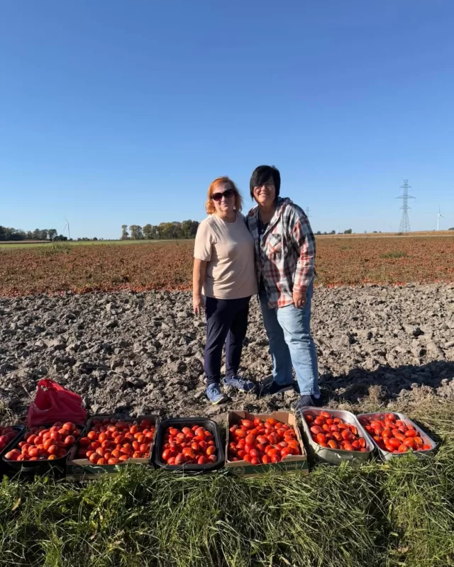 🍅 A beautiful day in the tomato fields!

Today, we were fortunate to spend the afternoon picking fresh tomatoes for FreeHelpCK’s Harvest to Home program!

A heartfelt thank you to the anonymous farmer who so generously opened their field to us❤️ Because of your kindness, local organizations were able to come out today and pick fresh tomatoes to help support the individuals and families they serve.

What a blessing to see perfectly good food being shared with those who can use it most! Thank you for helping us turn a generous harvest into something truly meaningful 🍅🌱

#FreeHelpCK #HarvestToHome #ChathamKent #FoodRescue #GivingBack #ReducingFoodWaste