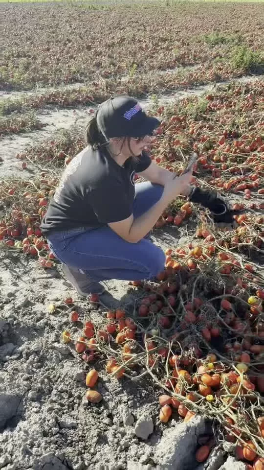 When in doubt, ask the tomato picking expert… ChatGPT🍅😂

#FreeHelpCK #HarvestToHome #TomatoPicking #ChatGPT #Gleaning #ChathamKent #FoodRescue